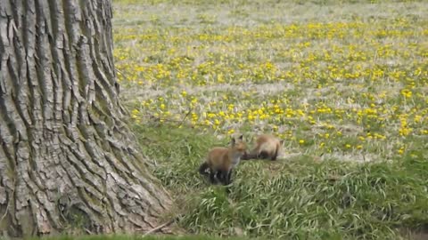 Baby fox kits wrestling and playing near their den