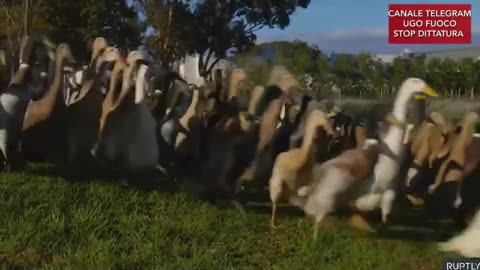 Zero veleni: un esercito di anatre per produrre vino senza chimica in Sud Africa.