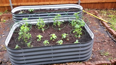 Homestead garden utilizing multiple raised beds *Part #23