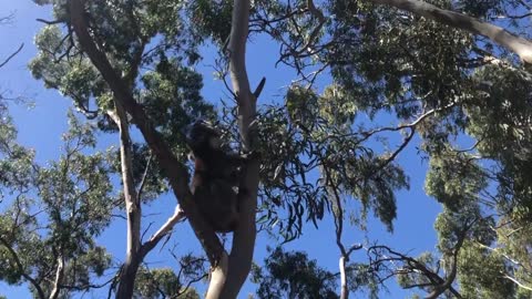 Koala Rules The Tree!