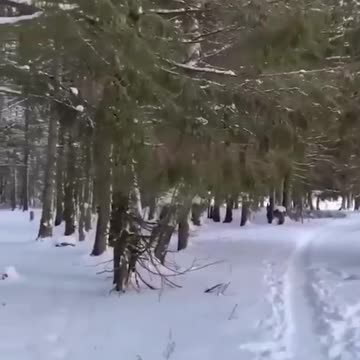 crow is smarter than dog proof.