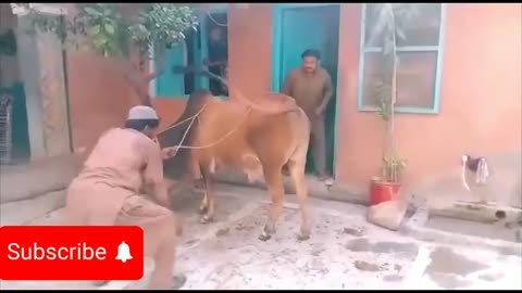 funny cow video