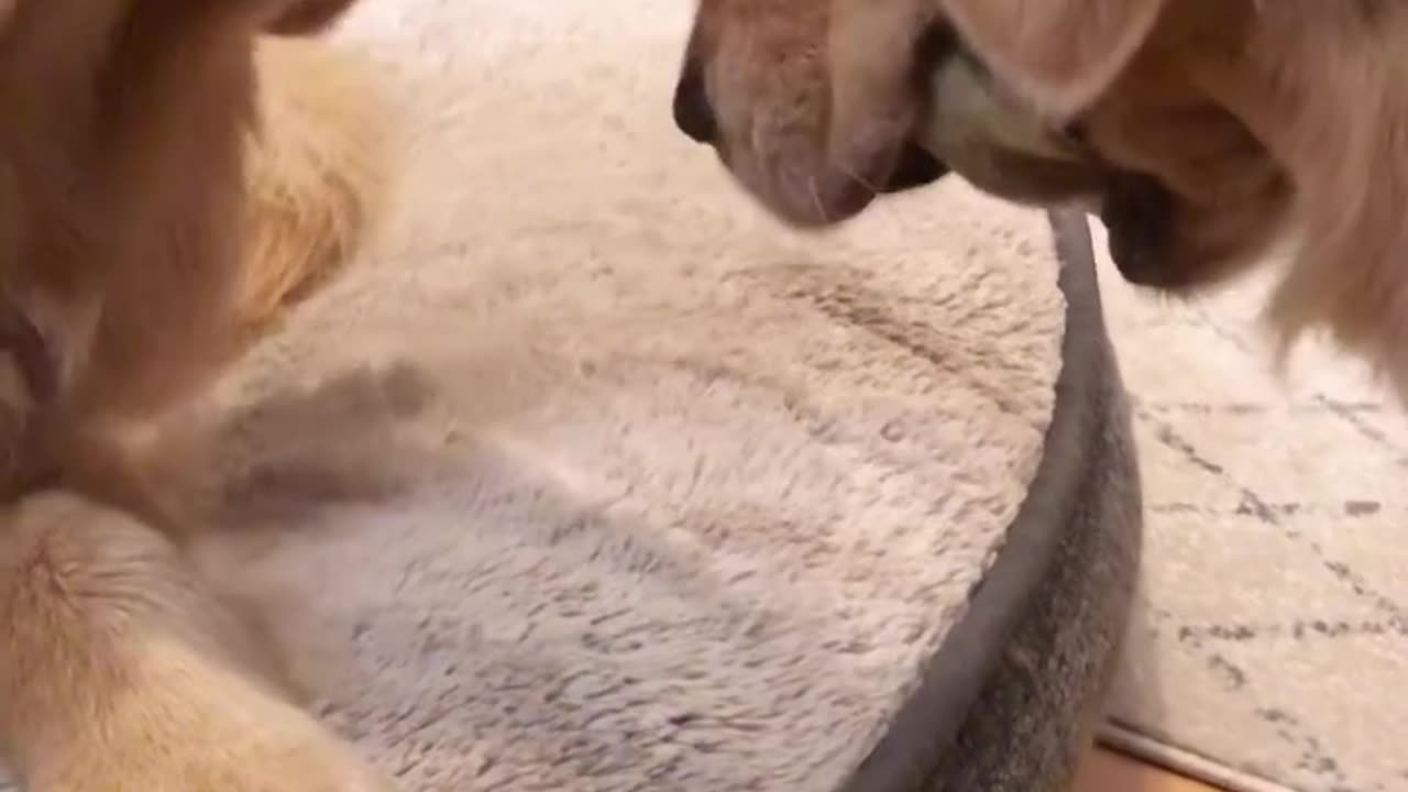 Dogs love bestfriend goals playing together #funnyvideo