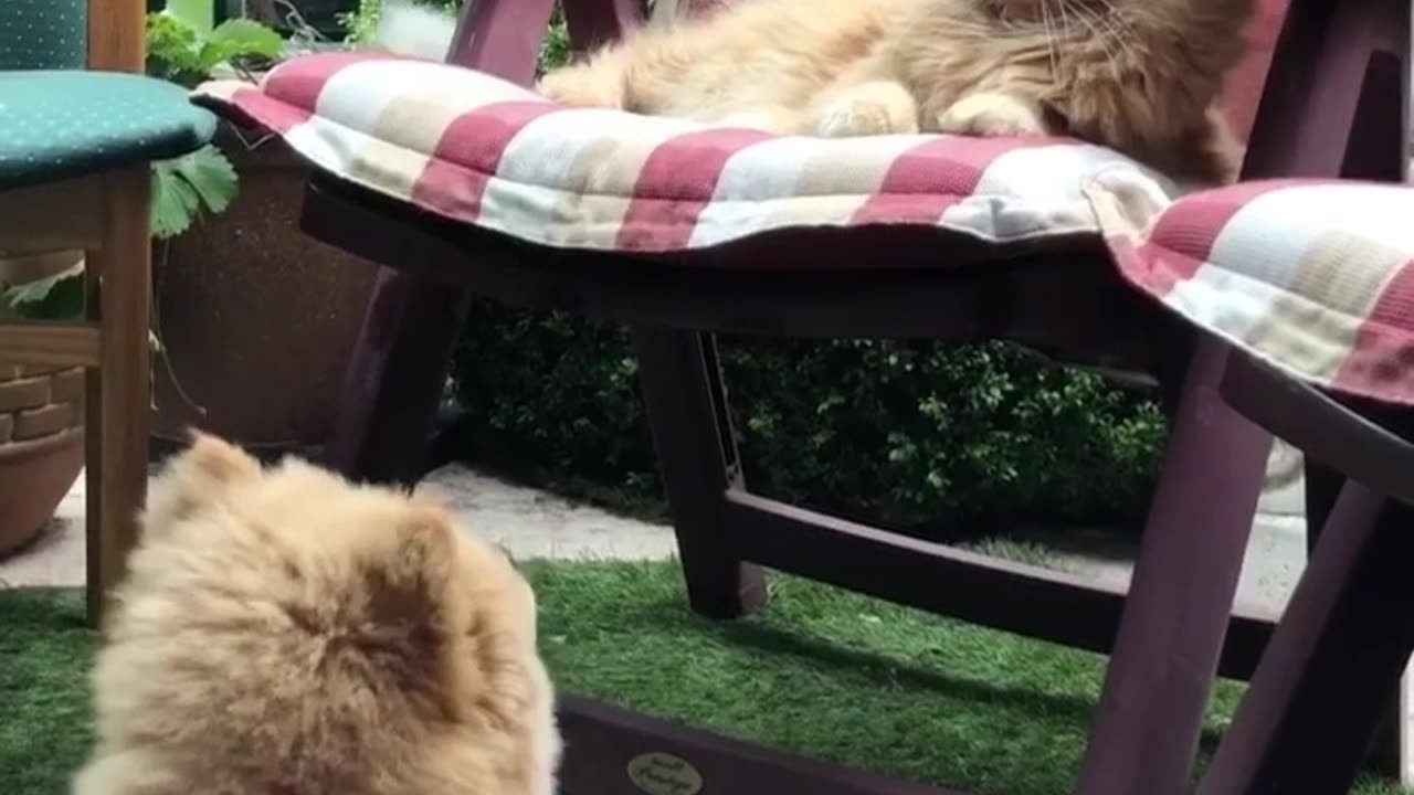 Playful Chow Puppy Longs for Kitty Companion