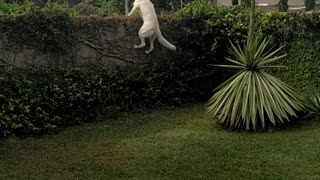 Dog Easily Jumps onto Fence to Watch Car Pass By