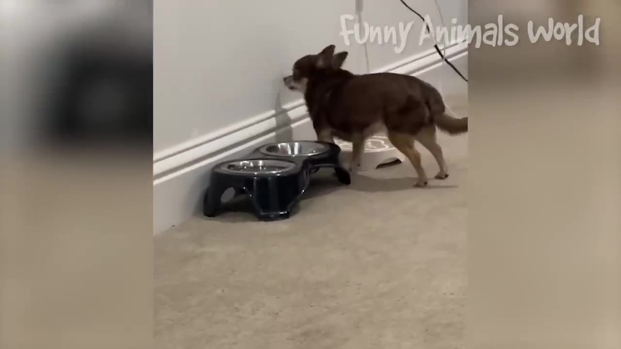 Dogs And Cats Funniest Videos