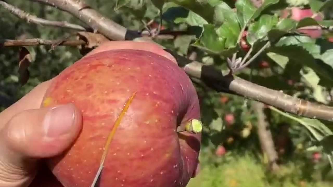 The apple is very sweet and refreshing - For fruit lovers #satisfying #1