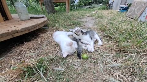 A cute little kitten is playing 🥰 The mother is nursing her kittens