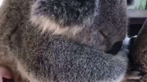 Cute koala sleeping🐨