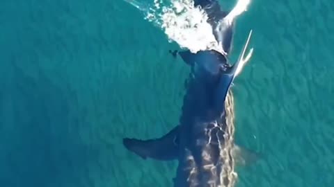 Great Hammerhead Shark, the largest of all hammerhead species