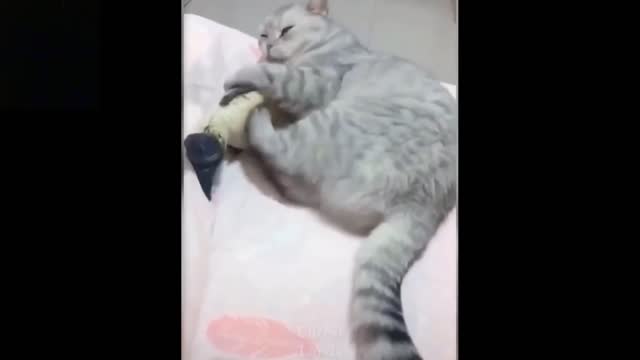 The Cat Is Playing With The Fish (REALLY FUNNY)