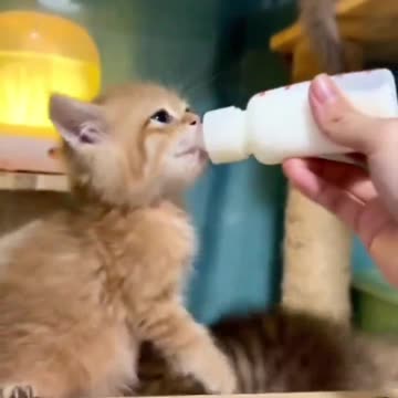 Let my brother drink a little, please.