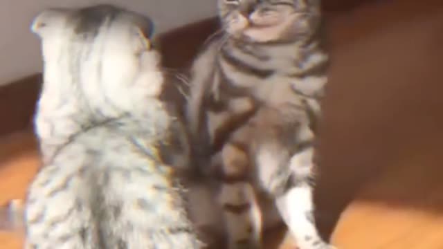 Kung Fu cat