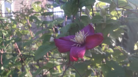 Climatis flower