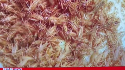 BBC - Propaganda central. Italy serves bug pasta and it’s so good for you