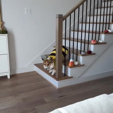 Cutest Animal Halloween Costume: Dog as Bumblebee