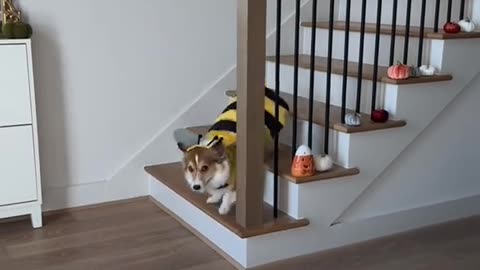 Cutest Animal Halloween Costume: Dog as Bumblebee