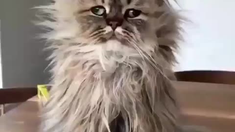 Funny cat Compilation 🤣