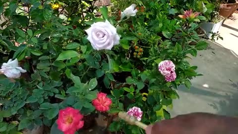 TOP 5 ROSE GARDENING SECRET TIPS | Best Fertilizer For Rose Plant & Care Tips