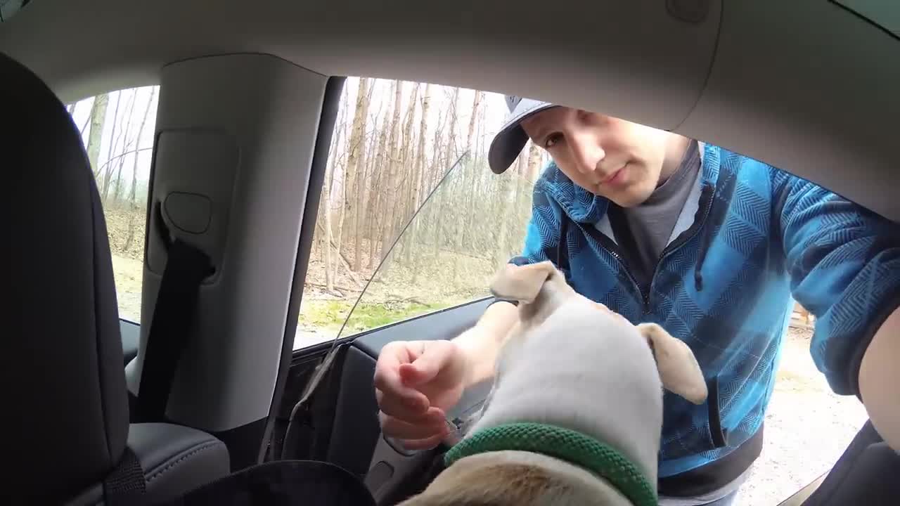 Dog in a Tesla!