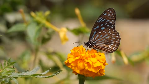 Nature lover only