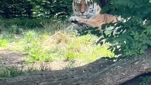 Resting tiger