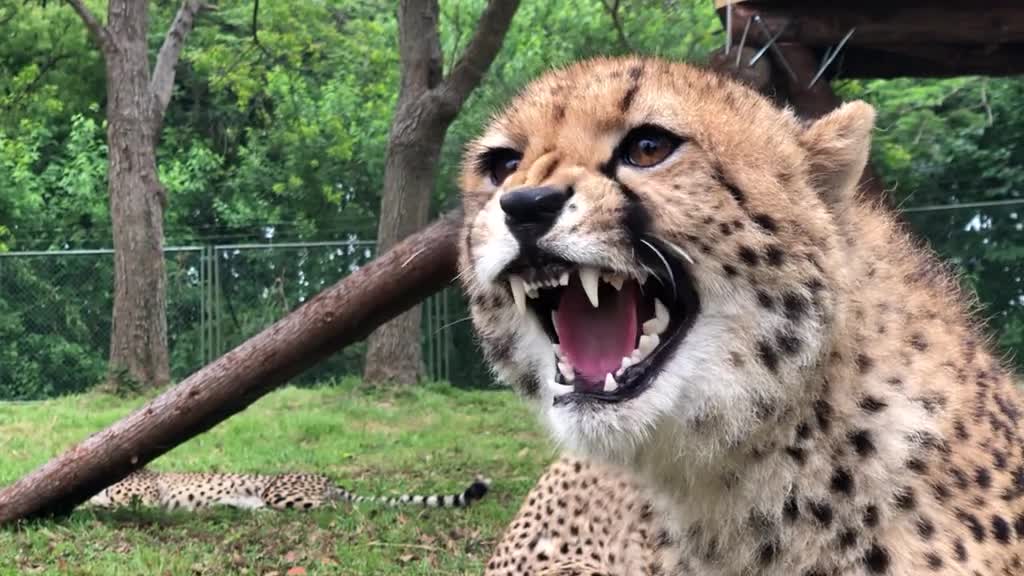 The cheetah