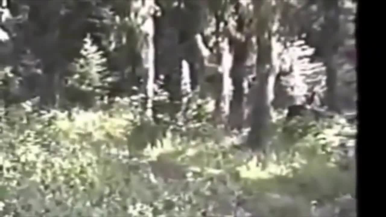 Bigfoot sighting 1994