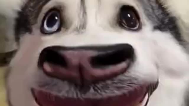 Husky: I Can Dance 😃😃😃 - Funny Animal Videos 2021