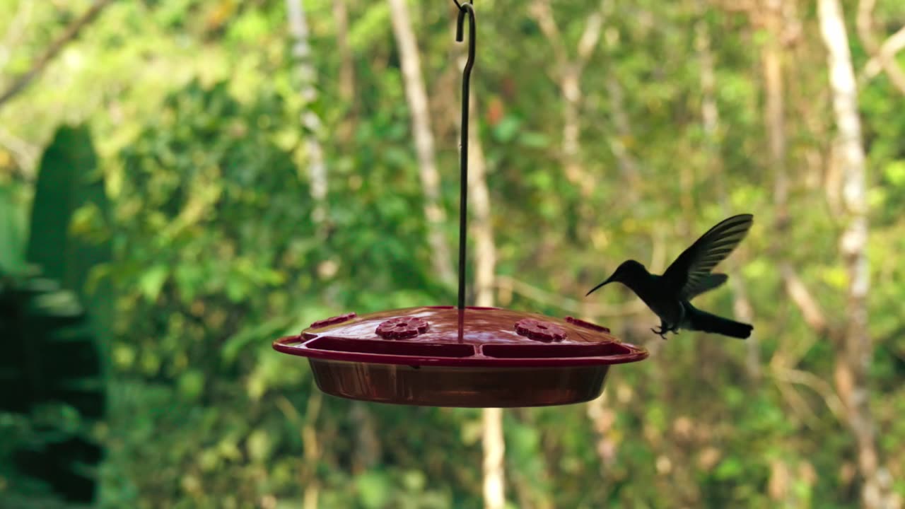 Cutest Bird | Nature