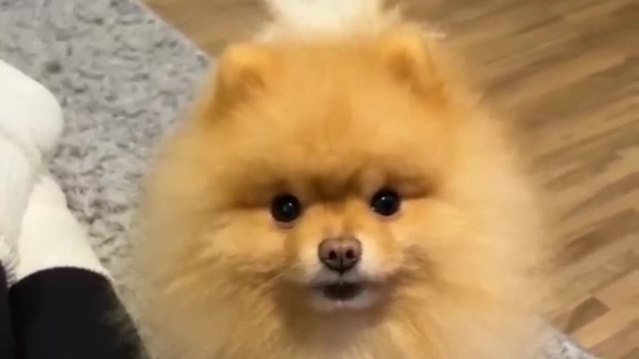 Funny animals - Funny cats and dogs - Funny animal videos 2024🤣