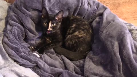 60 Meows in 60 Seconds - See How Your Cats React!
