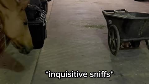 Curious horse