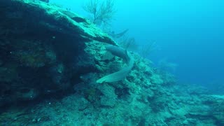 Couple of Friendly Nurse Sharks