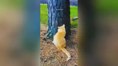 Funny videos of animals