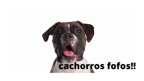 cute dogs / cahorros fofos!