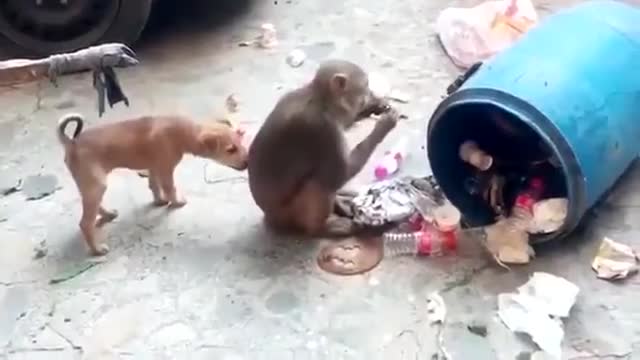 Monky and Dog Fun