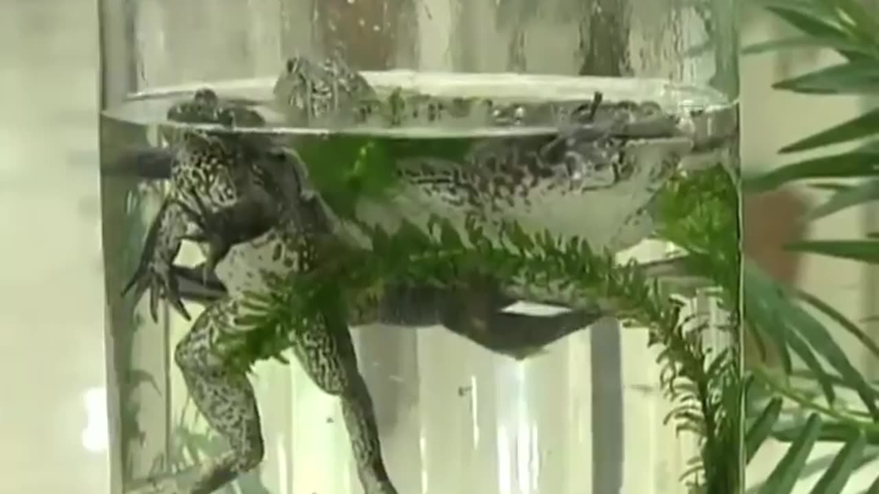 🚰💦🐸😅 #TheNewsOfWorld