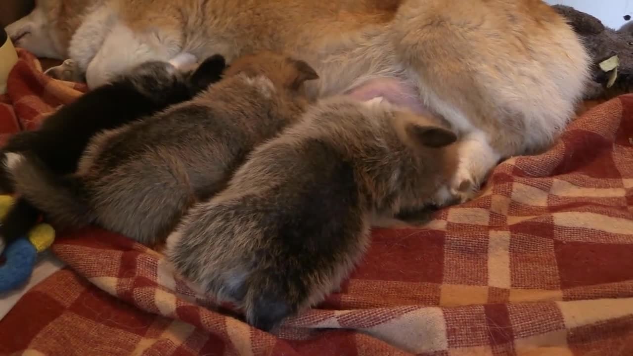 Cute Dogs Puppies Suckling His Mother Drink Milk