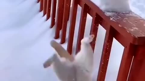 Cat enjoying with snow