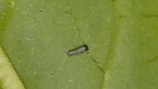 MONARCH EGGS HATCHING