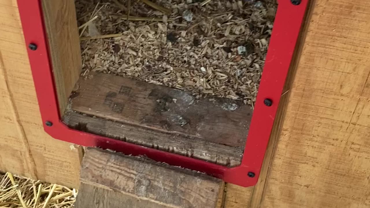 Pt. 2 Changing the Batteries in the Run Chicken Automatic Coop Door