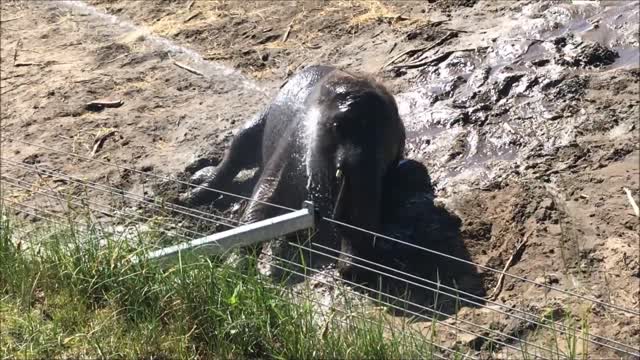 Elefante bebé exige ser rociado con una manguera