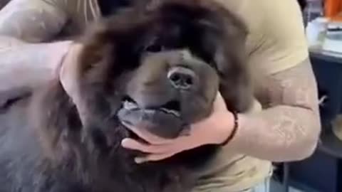 Funny Dogs Reaction