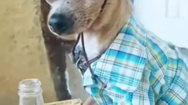 dog-cow-boy-funny-video-dog