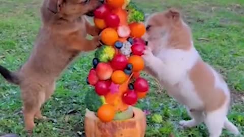 Puppies And Rebbit Eating Fruits video