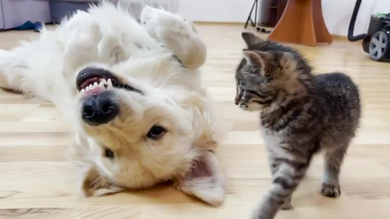 Poor Golden Retriever Attacked by Cute Tiny Kitten