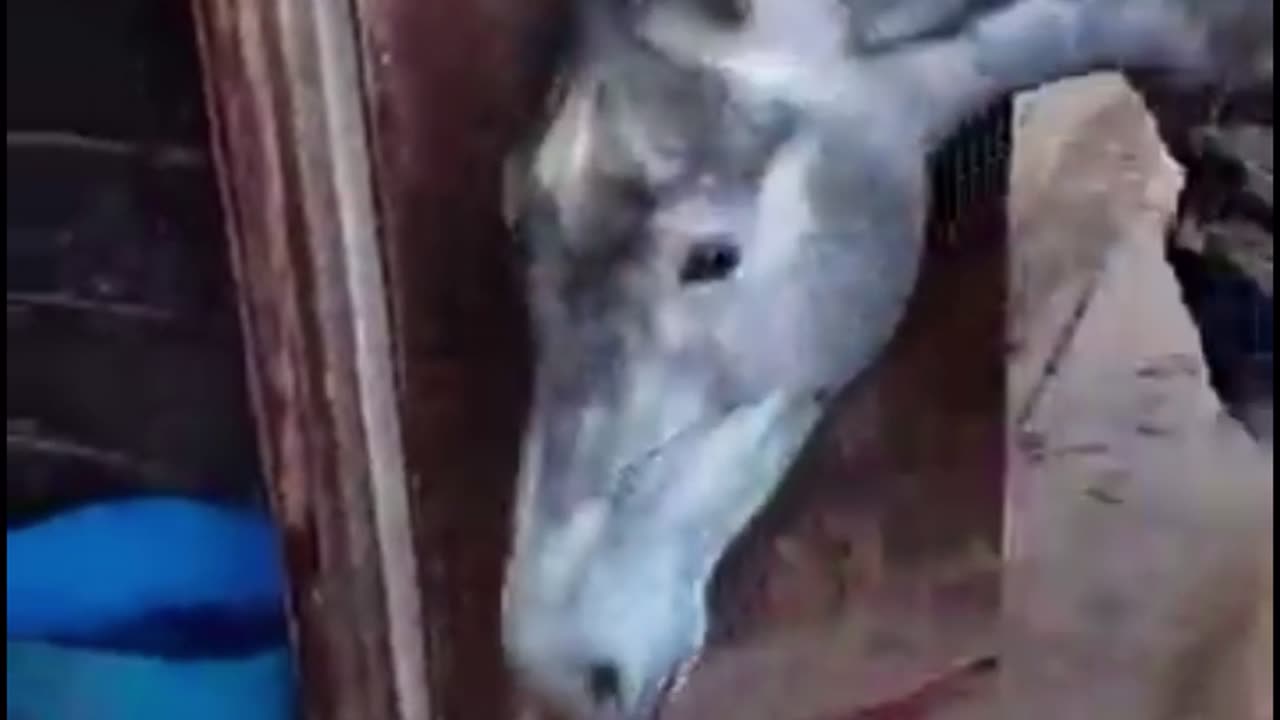 Equine Escape Artist
