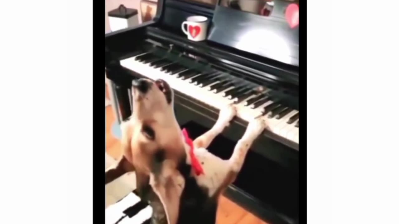Indian short video singing dog 🐕🐶 fanny video