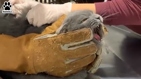 THE ATTACK OF THE CAT AT THE VET